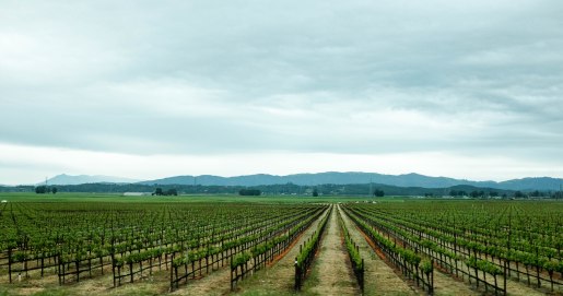 photography of vineyard in sonoma valley, california