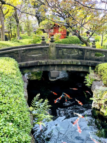 koi fish, pagoda, stone bridge, and foliage in Tokyo
